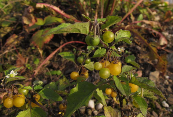 Früchte des Gelbgrünen Nachtschatten (Solanum luteovirescens).