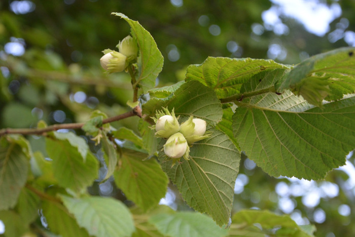Die Nüsse bzw. Früchte der Gemeinen Hasel (Corylus avellana).