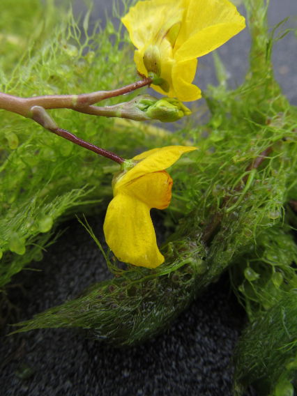 Blüten des Gewöhnlicher Wasserschlauch (Utricularia vulgaris).