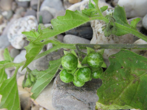 Früchte des Glanzbeerigen Nachtschatten (Solanum physalifolium).