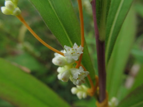 Blüten der Gronovius-Seide (Cuscuta gronovii).