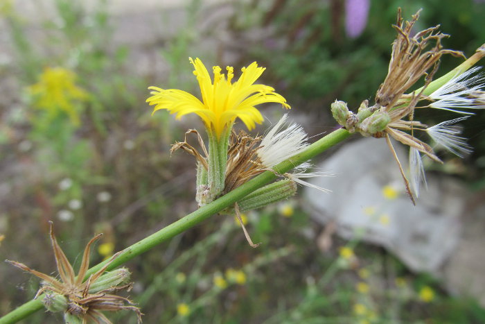 Blüte des Grossen Knorpellattich (Chondrilla juncea).
