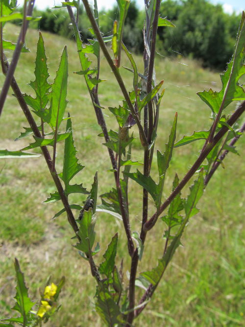 Blätter der Loesel-Rauke (Sisymbrium loeselii).
