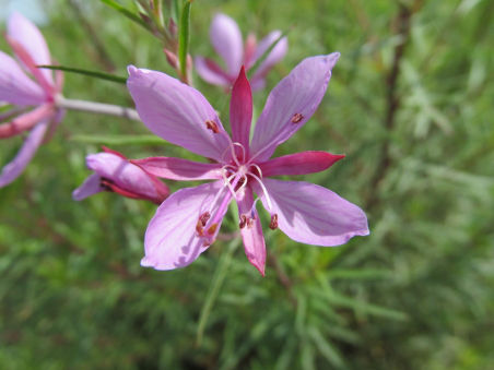Blüte des Rosmarin-Weidenroeschen (Epilobium dodonaei).