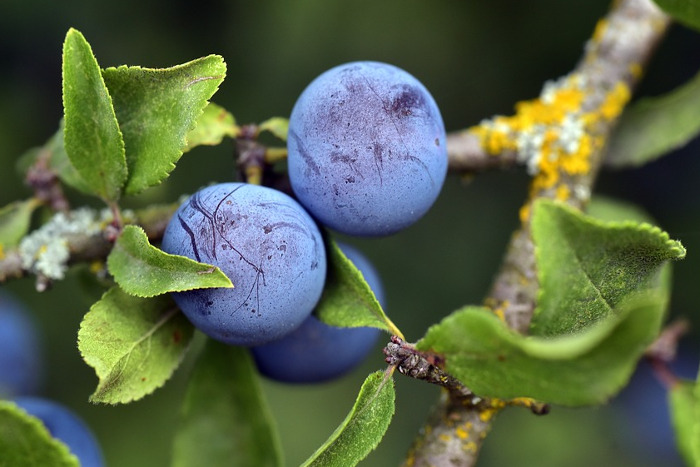 Die Früchte eine Schlehe (Prunus spinosa).