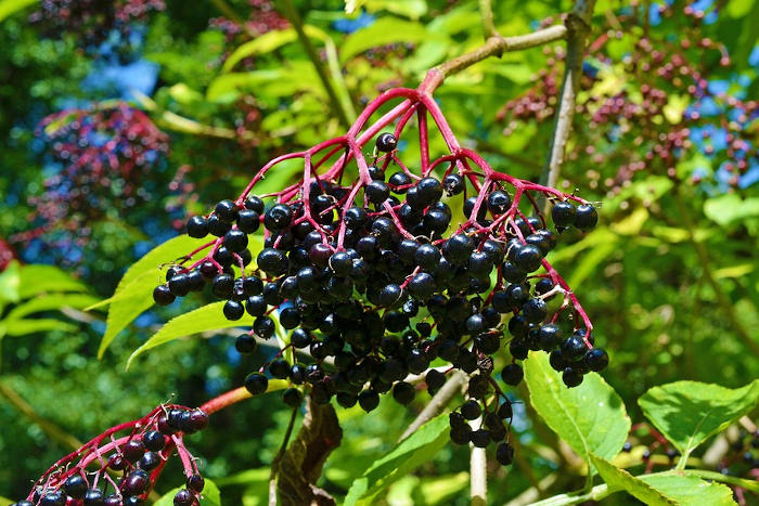 Die Früchte eines Schwarzen Holunders (Sambucus nigra).