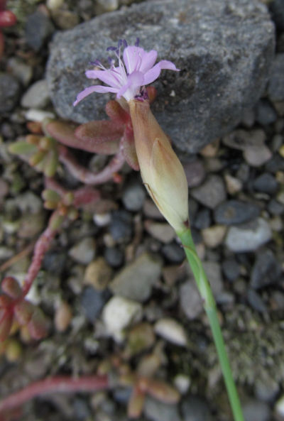 Blüte des Sprossenden Nelkenkoepfchens (Petrorhagia prolifera).