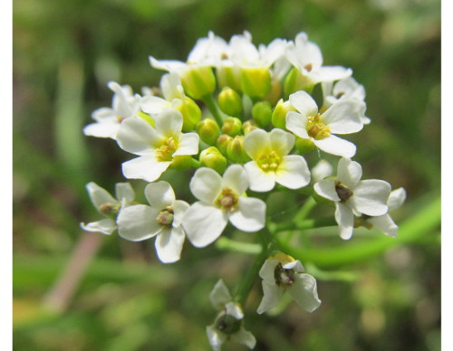 Blüten des Wendich (Calepina irregularis).