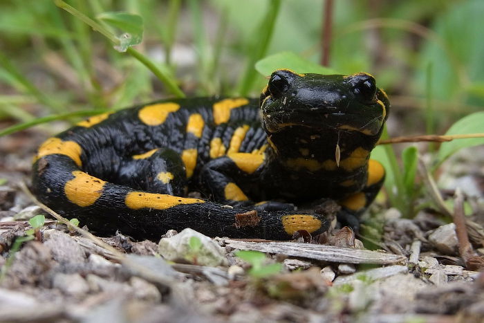 Feuersalamander (Salamandra salamandra).