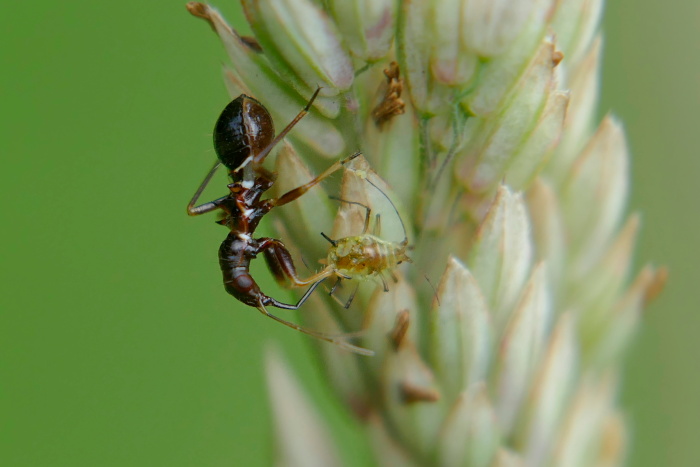 Nymphe der Ameisenwanze (Myrmecoris gracilis) auf der Gleueler Wiese in Köln.
