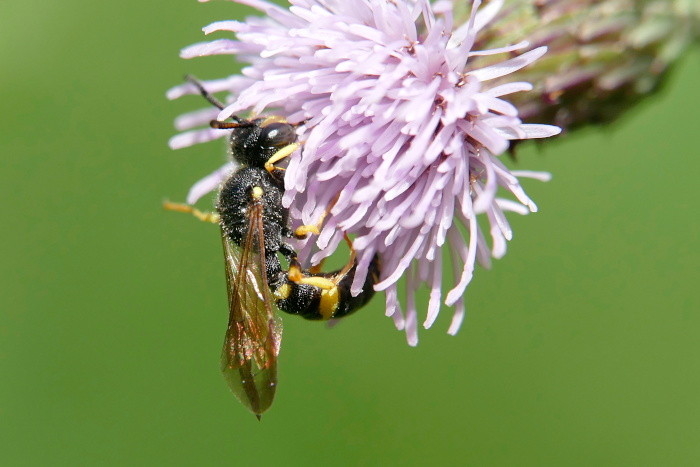 Bienenjagende Knotenwespe (Cerceris rybyensis) auf der Gleueler Wiese in Köln.