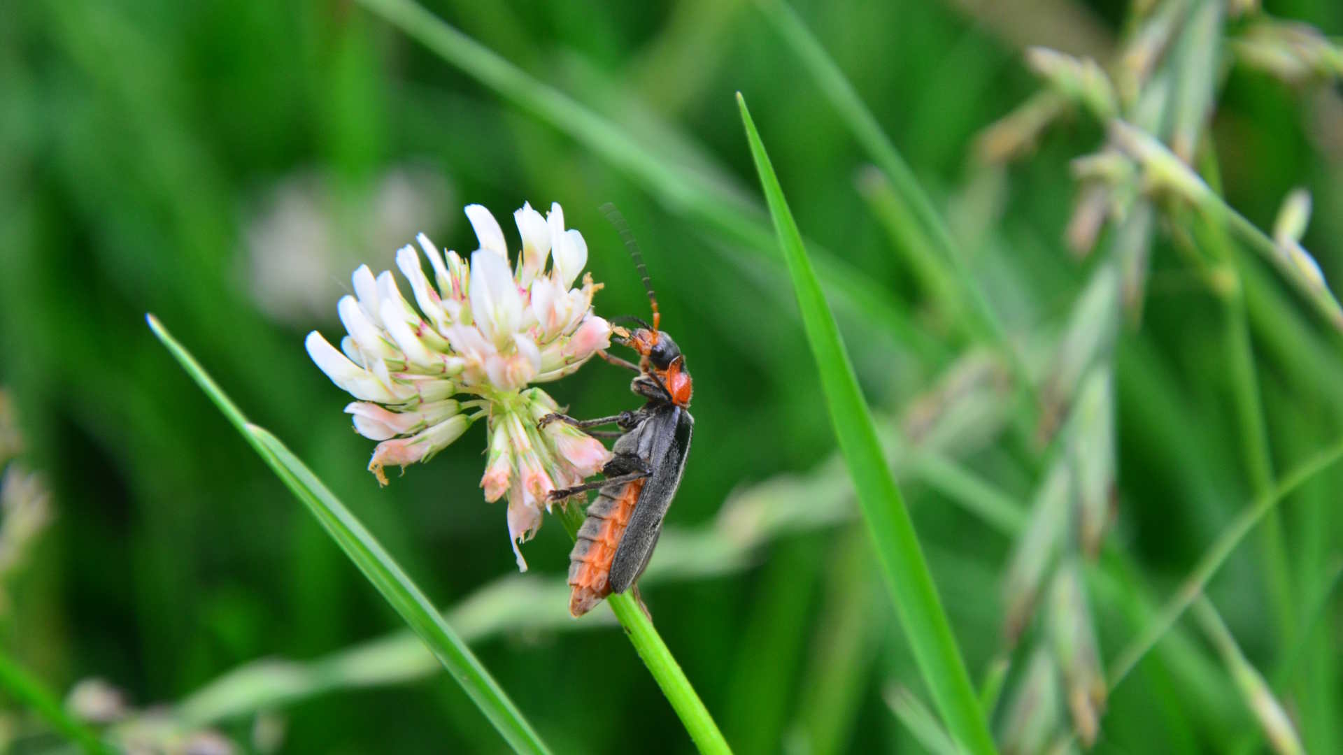 Käfer auf Kleeblüte