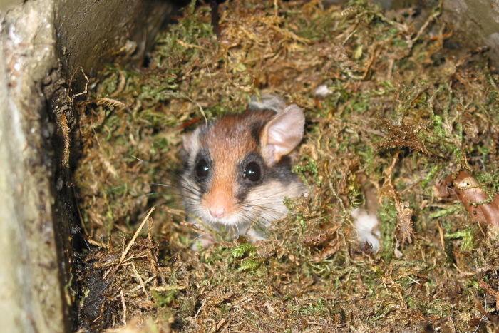 Gartenschläfer in einem Vogelnistkasten.