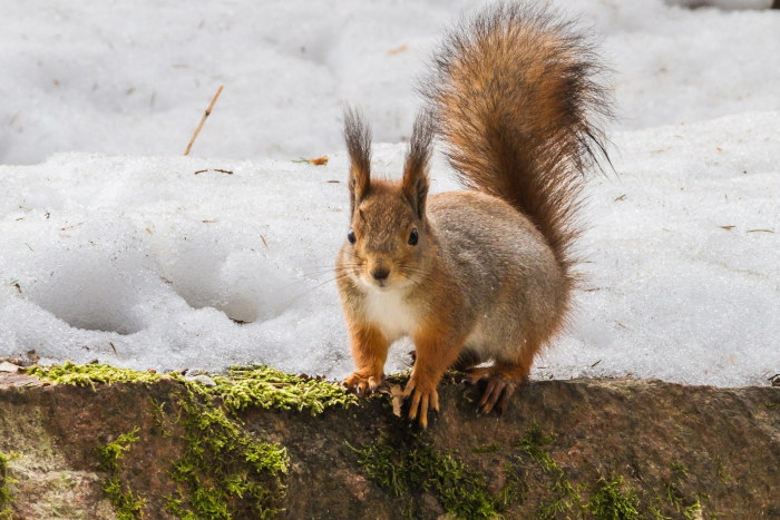 Ein Eichhörnchen (Sciurus) im Winter.