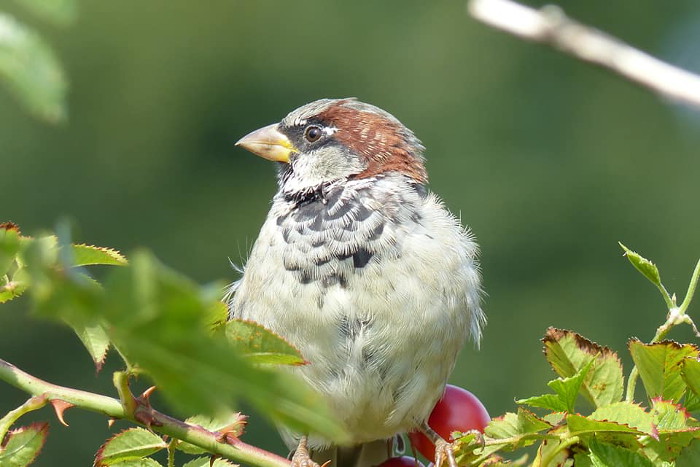 Männlicher Spatz (Passer domesticus) in einer Hecke.